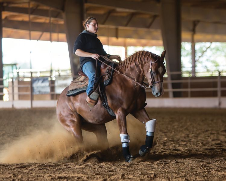 Equine